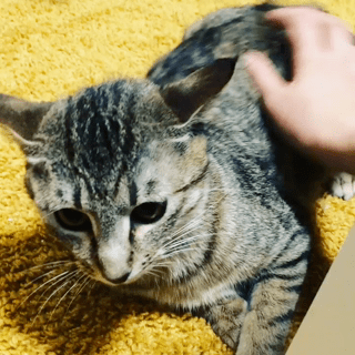 動画1
