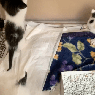 動画1