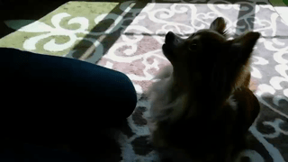動画1