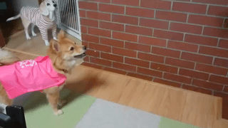 動画1