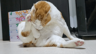 動画1