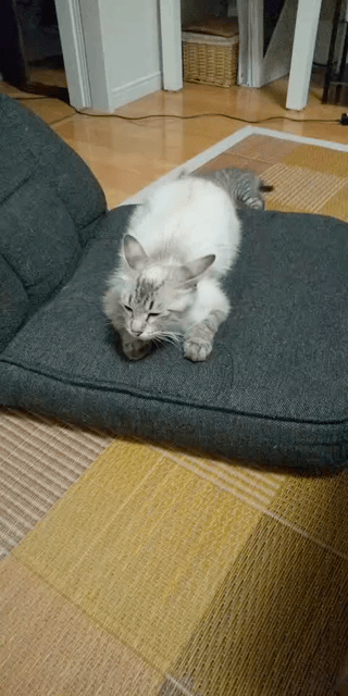 動画1