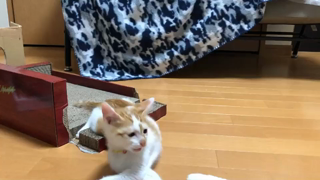 動画1