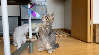 動画1
