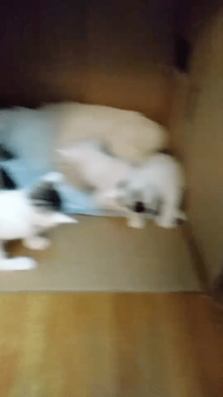 動画1