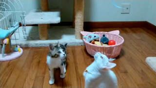 動画1