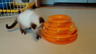 動画1