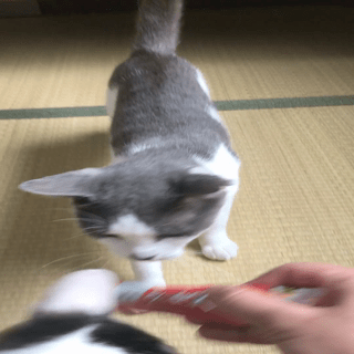 動画1