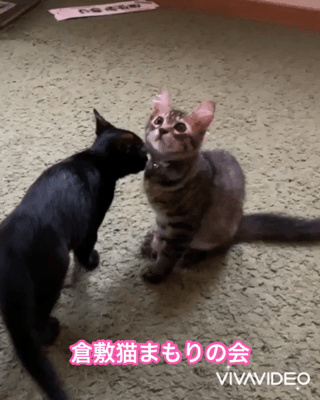 動画1