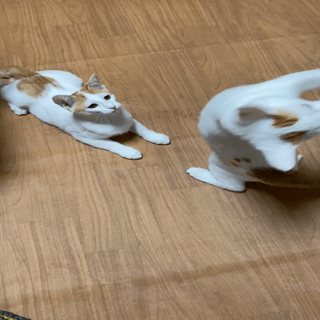 動画1