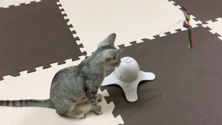動画1