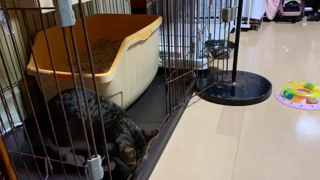 動画1
