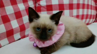 動画1