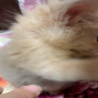 動画1