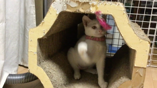 動画1