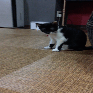 動画1