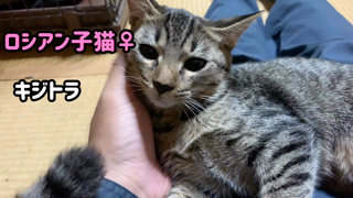 動画1
