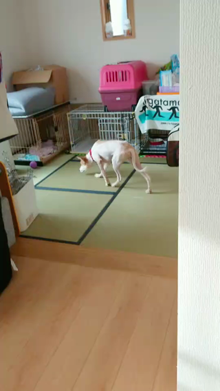 動画1