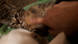 動画1
