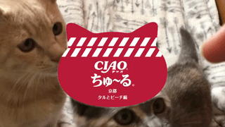 動画1