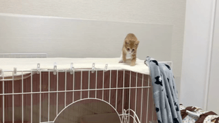 動画1