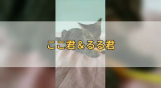 動画1