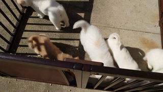 動画1