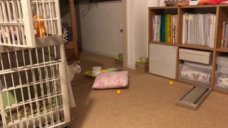 動画1
