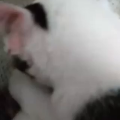 動画1