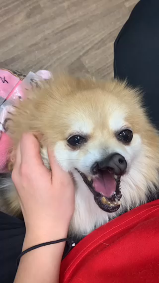 わわこ 一途なポメラニアン 東京都 犬の里親募集 3497 ペットのおうち 月間利用者150万人