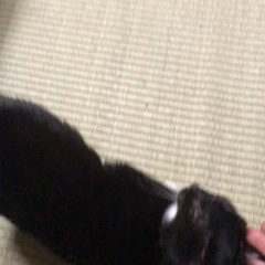 動画1
