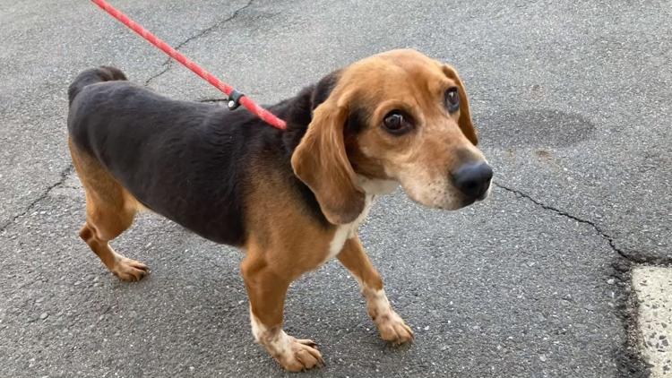 上目遣いが可愛いビーグル 岡山県 犬の里親募集 ペットのおうち 月間利用者150万人
