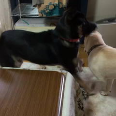 動画1