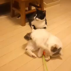 動画1