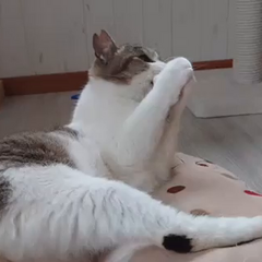 動画1