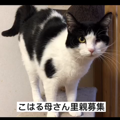 動画1