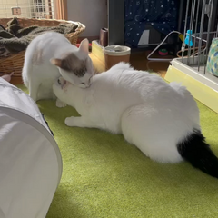 動画1
