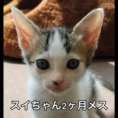 動画1