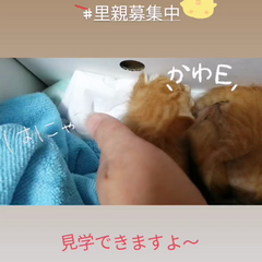 動画1