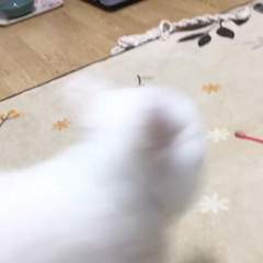 動画1