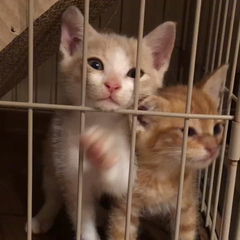 動画1