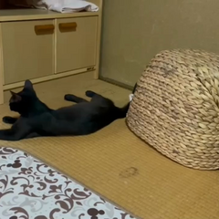 動画1
