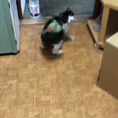 動画1