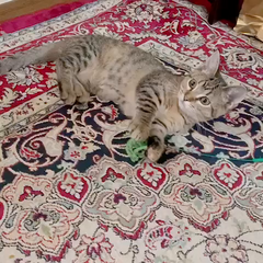 動画1