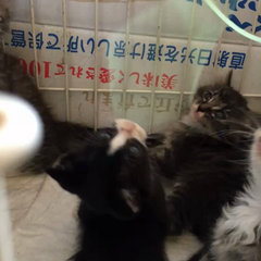 動画1