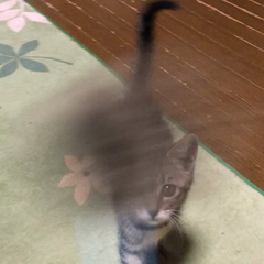 動画1