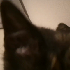 動画1