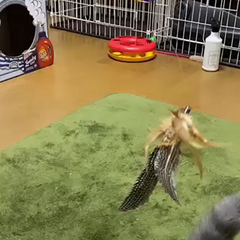 動画1