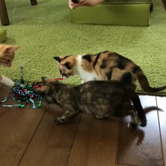 動画1