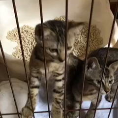 動画1